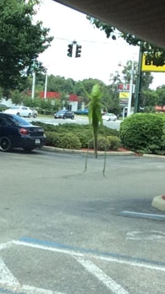 These Were Taken at the Right Angle