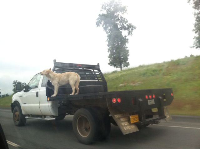 daily picdump 108 pics 4.html - 108 HD Photos | Premium Gallery 2014