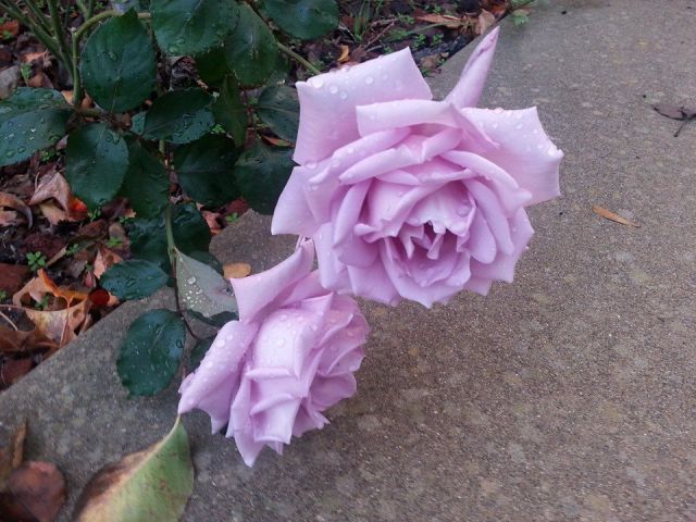 morning picdump 53 pics 20.html - 53 HD Photos | Premium Gallery 2014