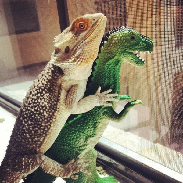 Morning Picdump
