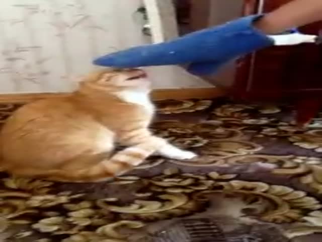 page,6,top 500 videos of the year 2015.html - 1 HD Video | Premium Gallery 2015