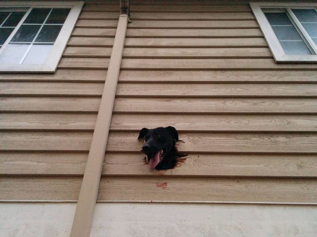Daily Picdump