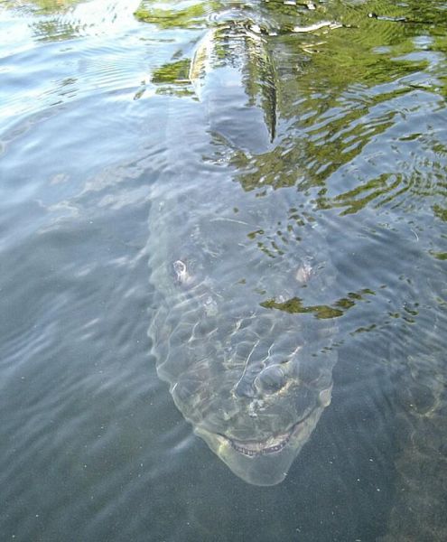Stuff Just Looks So Much Scarier Underwater