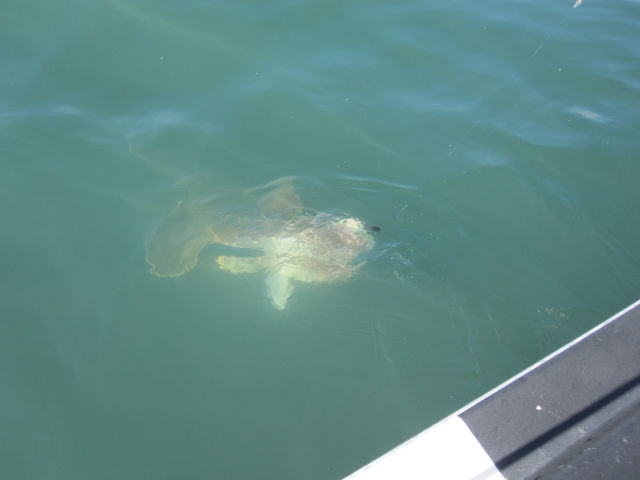 Stuff Just Looks So Much Scarier Underwater