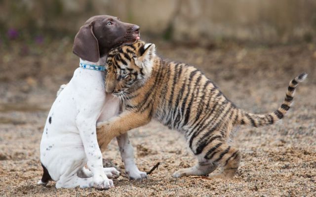 daily picdump 86 pics 8.html - 86 HD Photos | Premium Gallery 2015