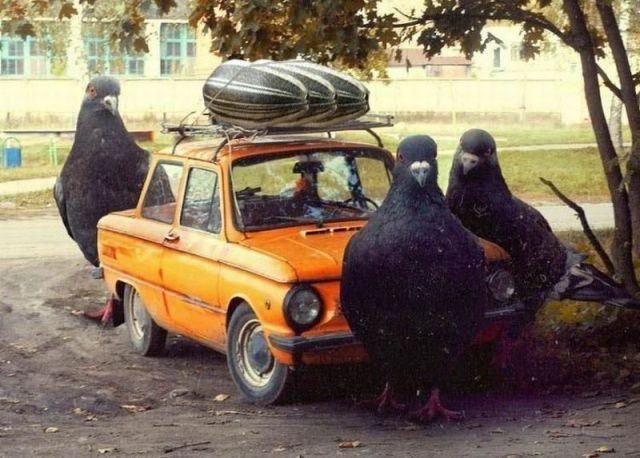 morning picdump 56 pics 3.html - 56 HD Photos | Premium Gallery 2015