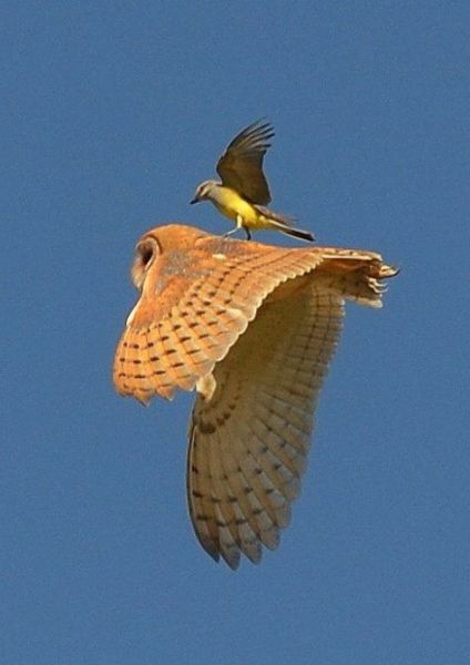 Sometimes the Only Question is WTF?