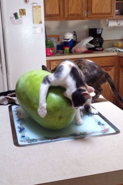 Daily Picdump