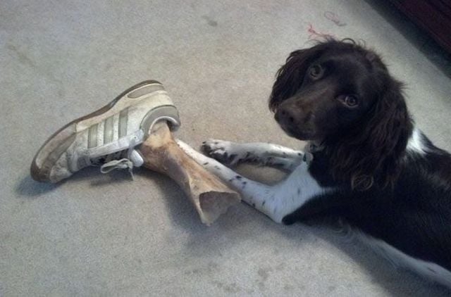 daily picdump weekend edition 67 pics 15.html - 67 HD Photos | Premium Gallery 2015