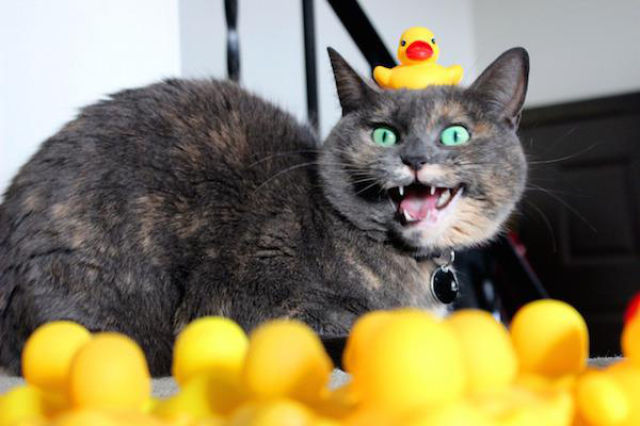 daily picdump 87 pics 82.html - 87 HD Photos | Premium Gallery 2015