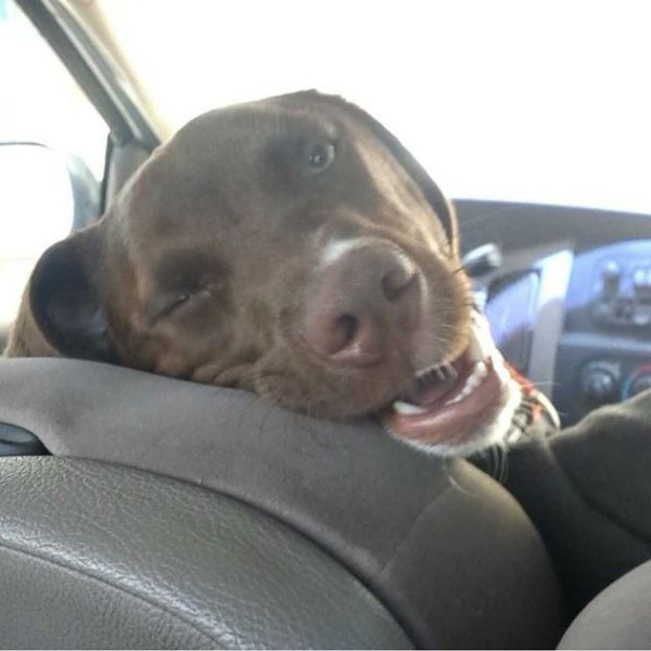 Daily Picdump