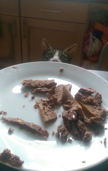 Daily Picdump