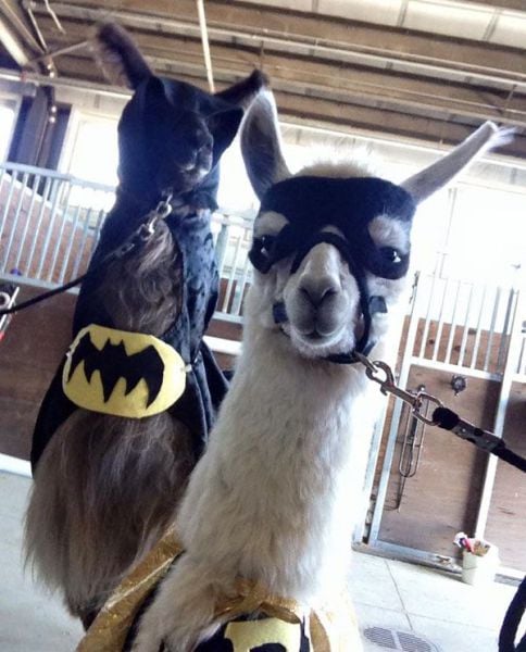 daily picdump 102 pics 72.html - 102 HD Photos | Premium Gallery 2015