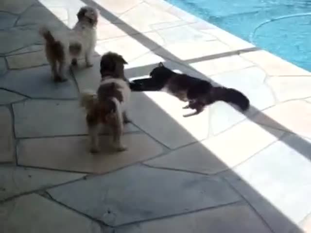 page,14,top 500 videos of the year 2015.html - 1 HD Video | Premium Gallery 2015