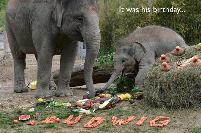 Examples of Excitement Overload