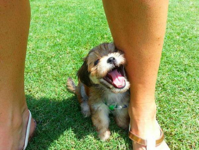 Examples of Excitement Overload