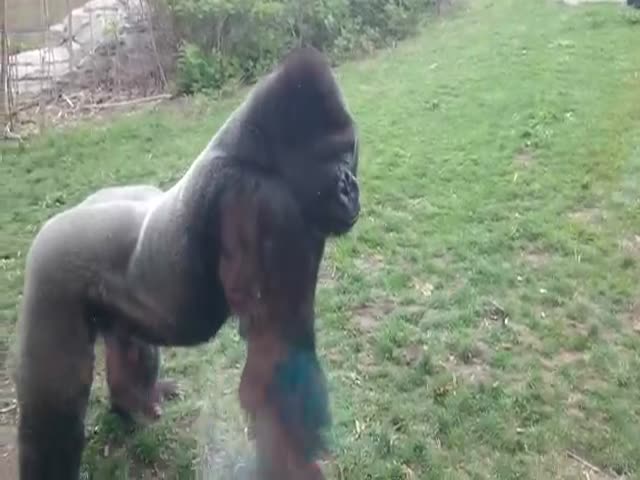 page,14,top 500 videos of the year 2015.html - 1 HD Video | Premium Gallery 2015