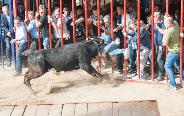 Guy Gets Stabbed in the Butt by an Angry Bull