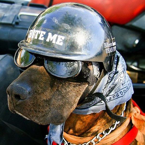 daily picdump 107 pics 22.html - 107 HD Photos | Premium Gallery 2015