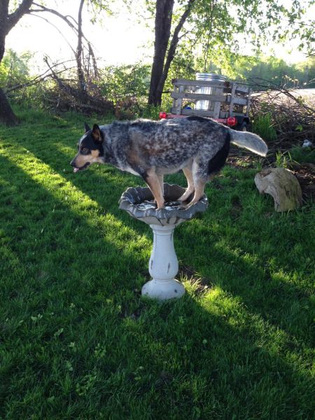 daily picdump 99 pics 1.html - 99 HD Photos | Premium Gallery 2015