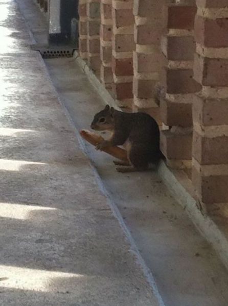 Morning Picdump