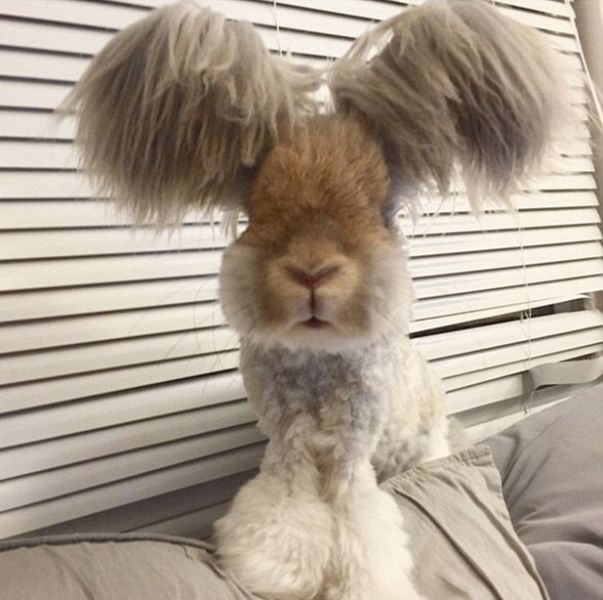 Morning Picdump