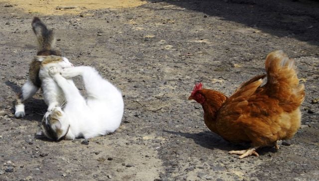 daily picdump 107 pics 27.html - 107 HD Photos | Premium Gallery 2015