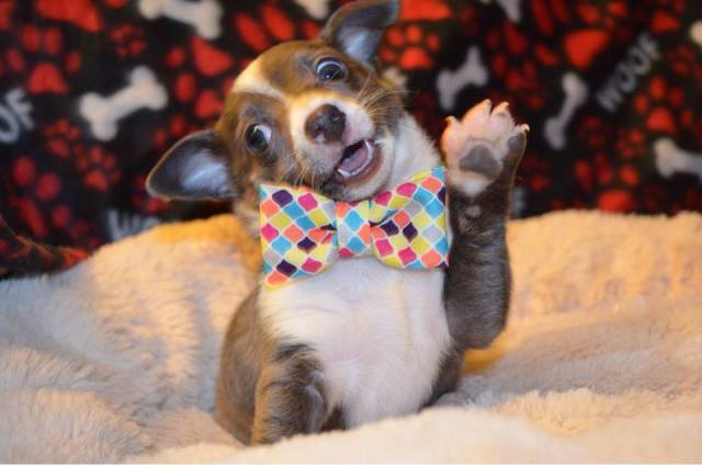 Morning Picdump