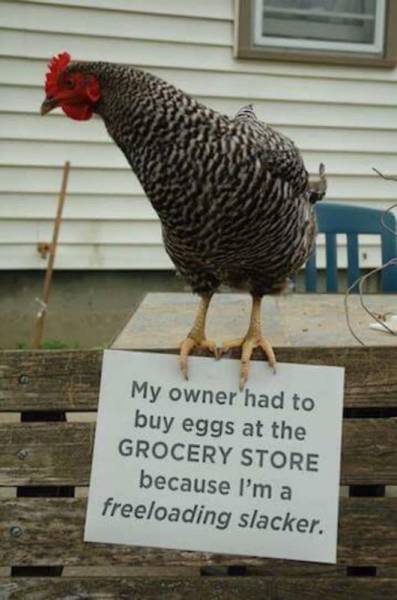 Morning Picdump