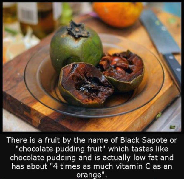 Interesting Facts about Anything and Everything