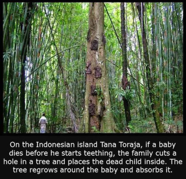 Interesting Facts about Anything and Everything