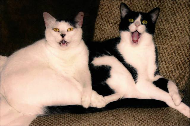 Morning Picdump