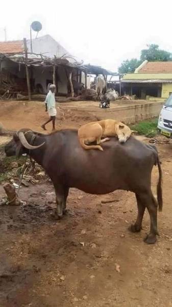 morning picdump 53 pics 15.html - 53 HD Photos | Premium Gallery 2015