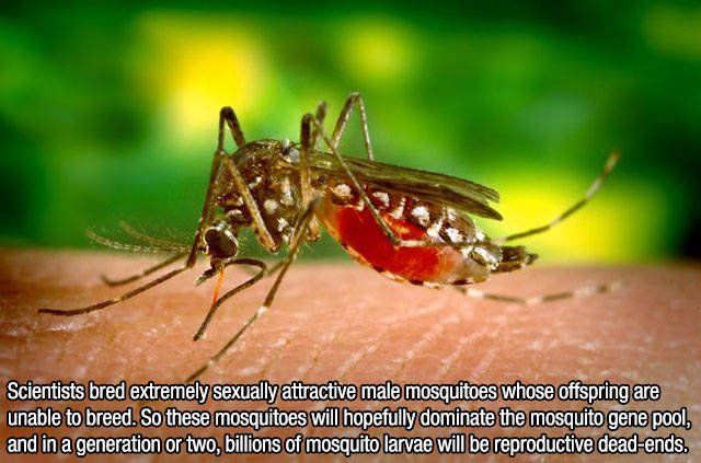 Interesting Facts about Anything and Everything