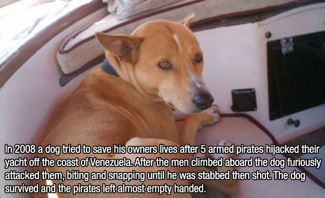 Interesting Facts about Anything and Everything