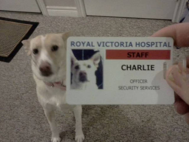Funny Picdump