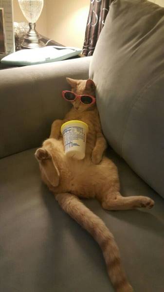 daily picdump 98 pics 13.html - 98 HD Photos | Premium Gallery 2015