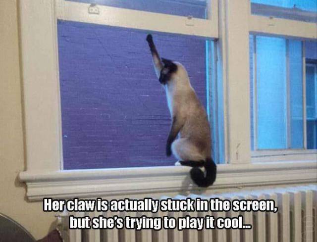 morning picdump 50 pics 2.html - 50 HD Photos | Premium Gallery 2015