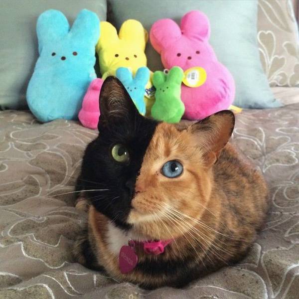 daily picdump 105 pics 26.html - 105 HD Photos | Premium Gallery 2015