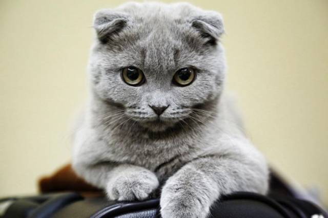 daily picdump 101 pics 9.html - 101 HD Photos | Premium Gallery 2015