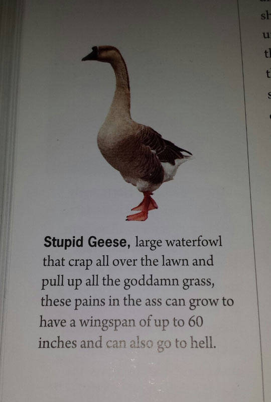 funny picdump 56 pics 25.html - 56 HD Photos | Premium Gallery 2016