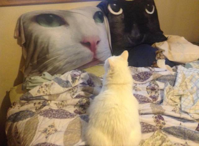 morning picdump 52 pics 12.html - 52 HD Photos | Premium Gallery 2016