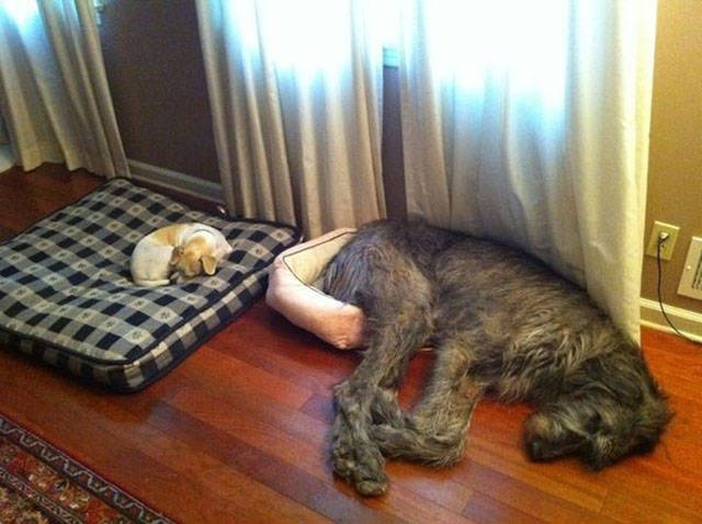 Dogs Can Sleep Anywhere and Everywhere