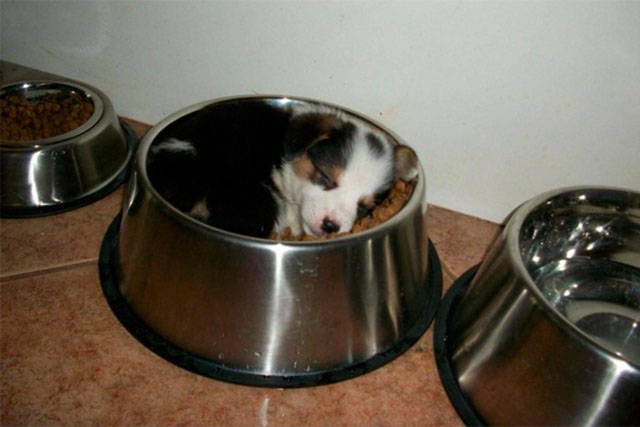 Dogs Can Sleep Anywhere and Everywhere