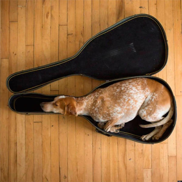 Dogs Can Sleep Anywhere and Everywhere