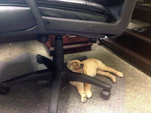 Dogs Can Sleep Anywhere and Everywhere