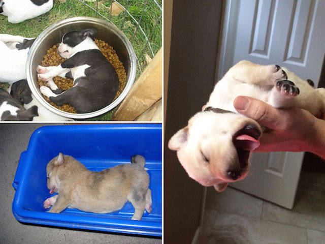 Dogs Can Sleep Anywhere and Everywhere