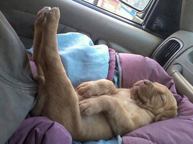 Dogs Can Sleep Anywhere and Everywhere