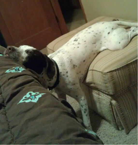 Dogs Can Sleep Anywhere and Everywhere