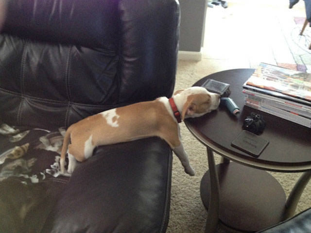 Dogs Can Sleep Anywhere and Everywhere